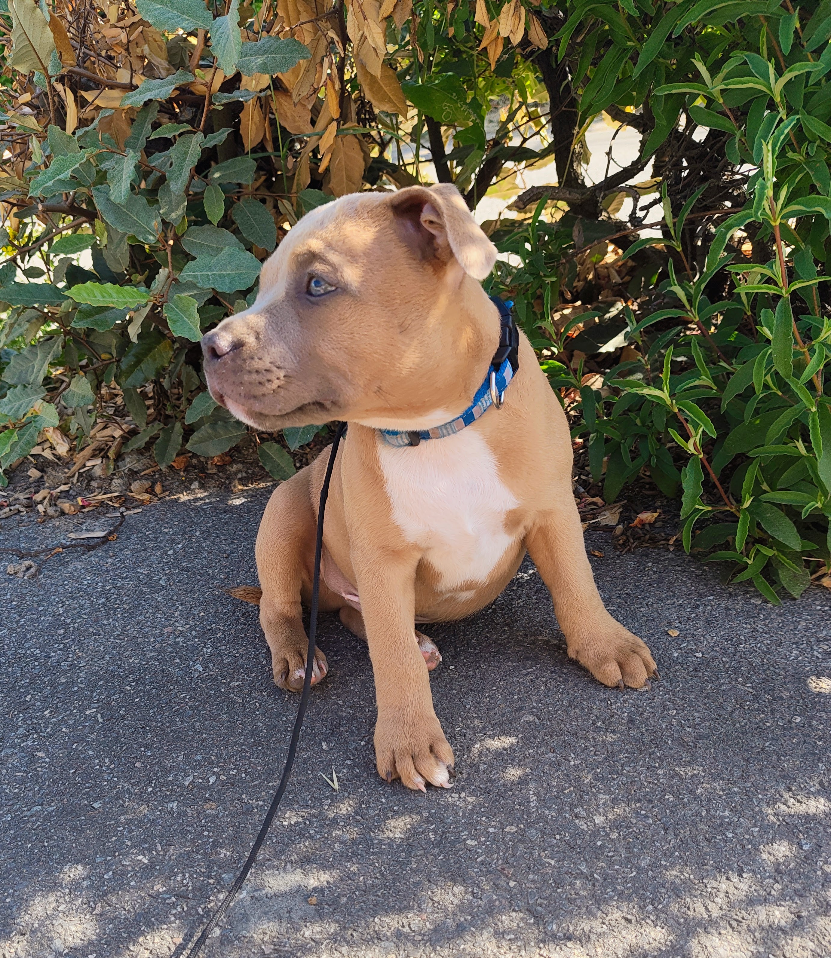 Visite à domicile et pet sitting pour chat et chien en Loire-Atlantique