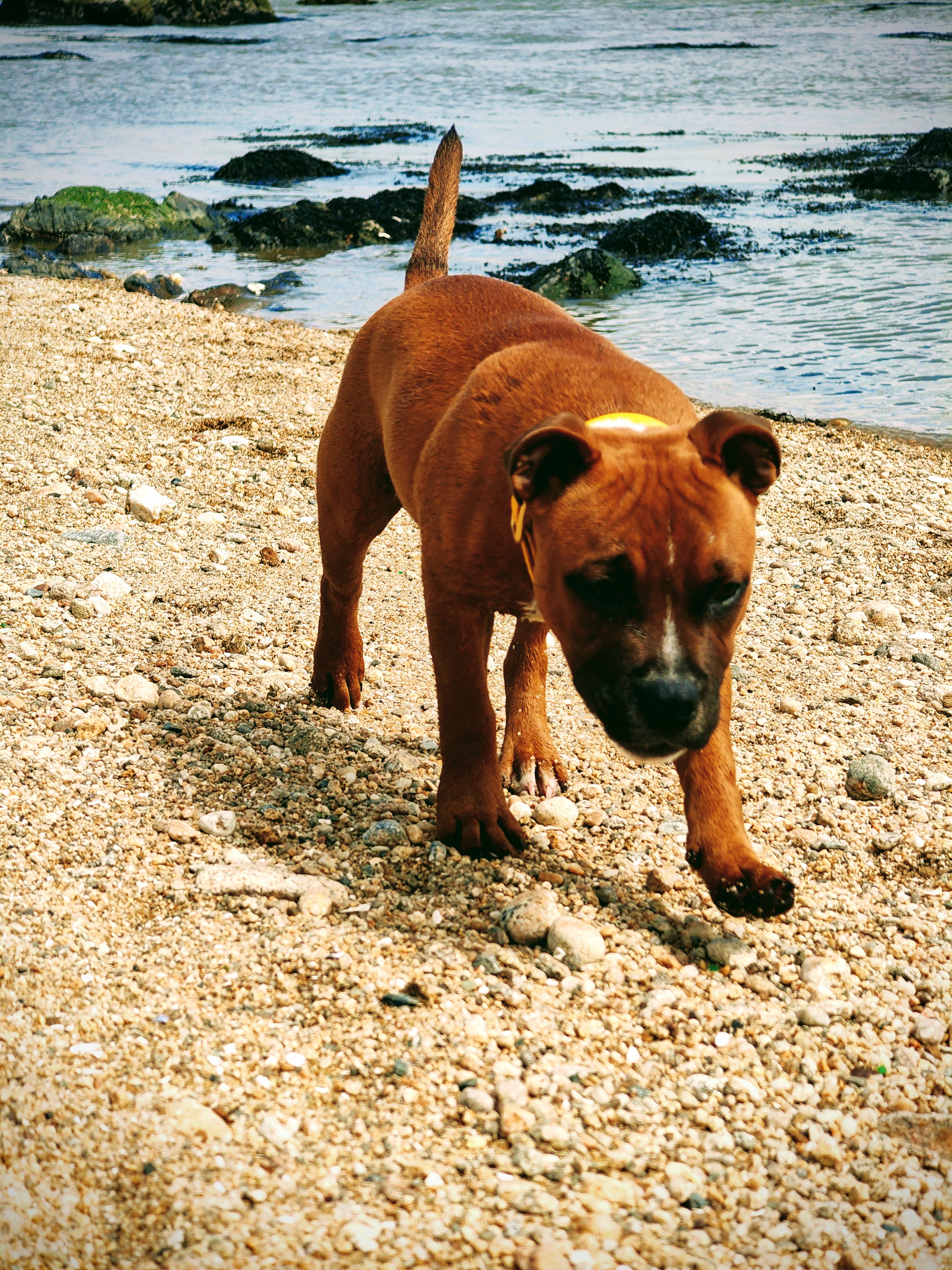 Pet sitting et garde d'animaux bienveillante à proximité de Nantes