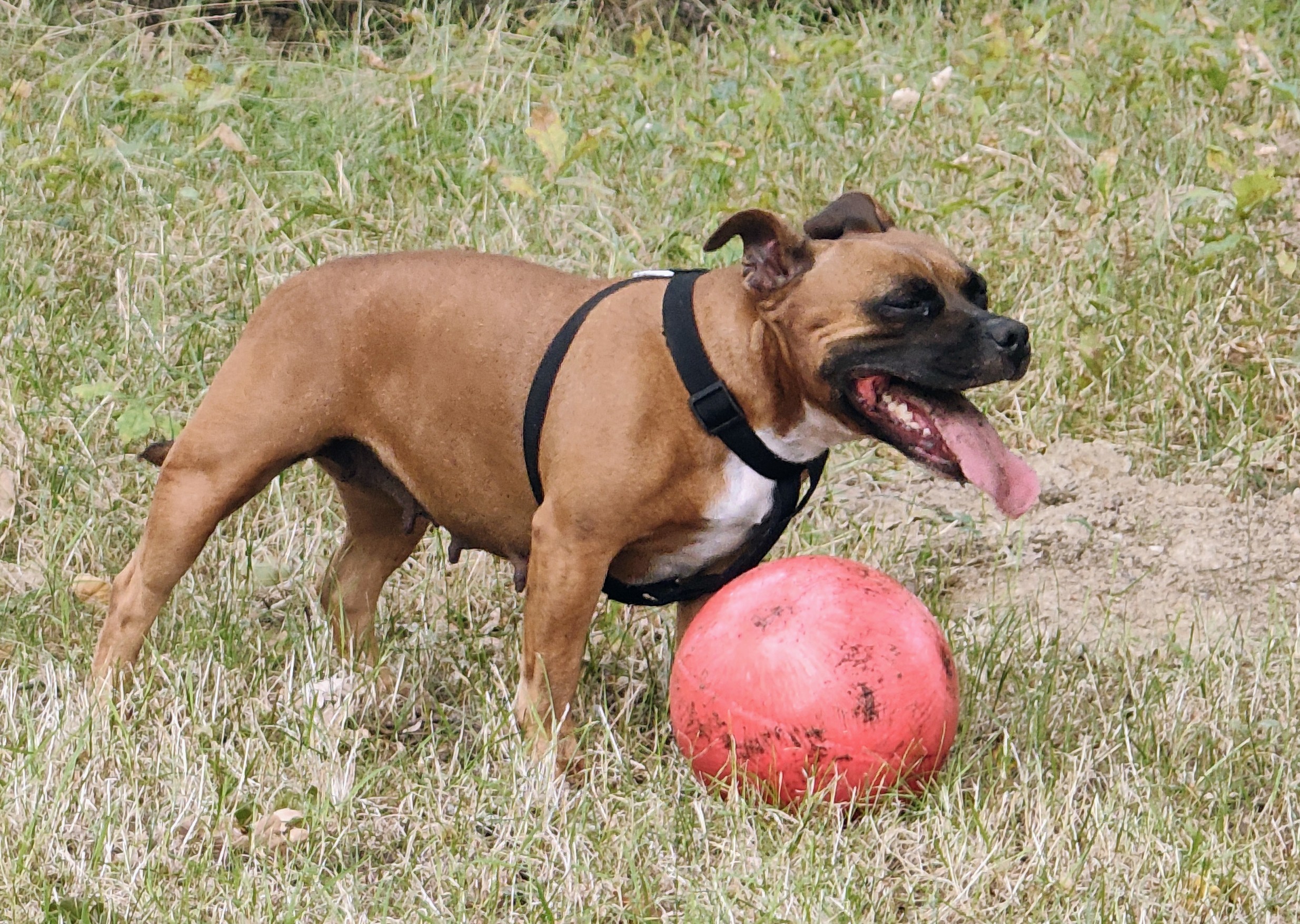 Compagnon canin serein lors d'un service de promenade de chien