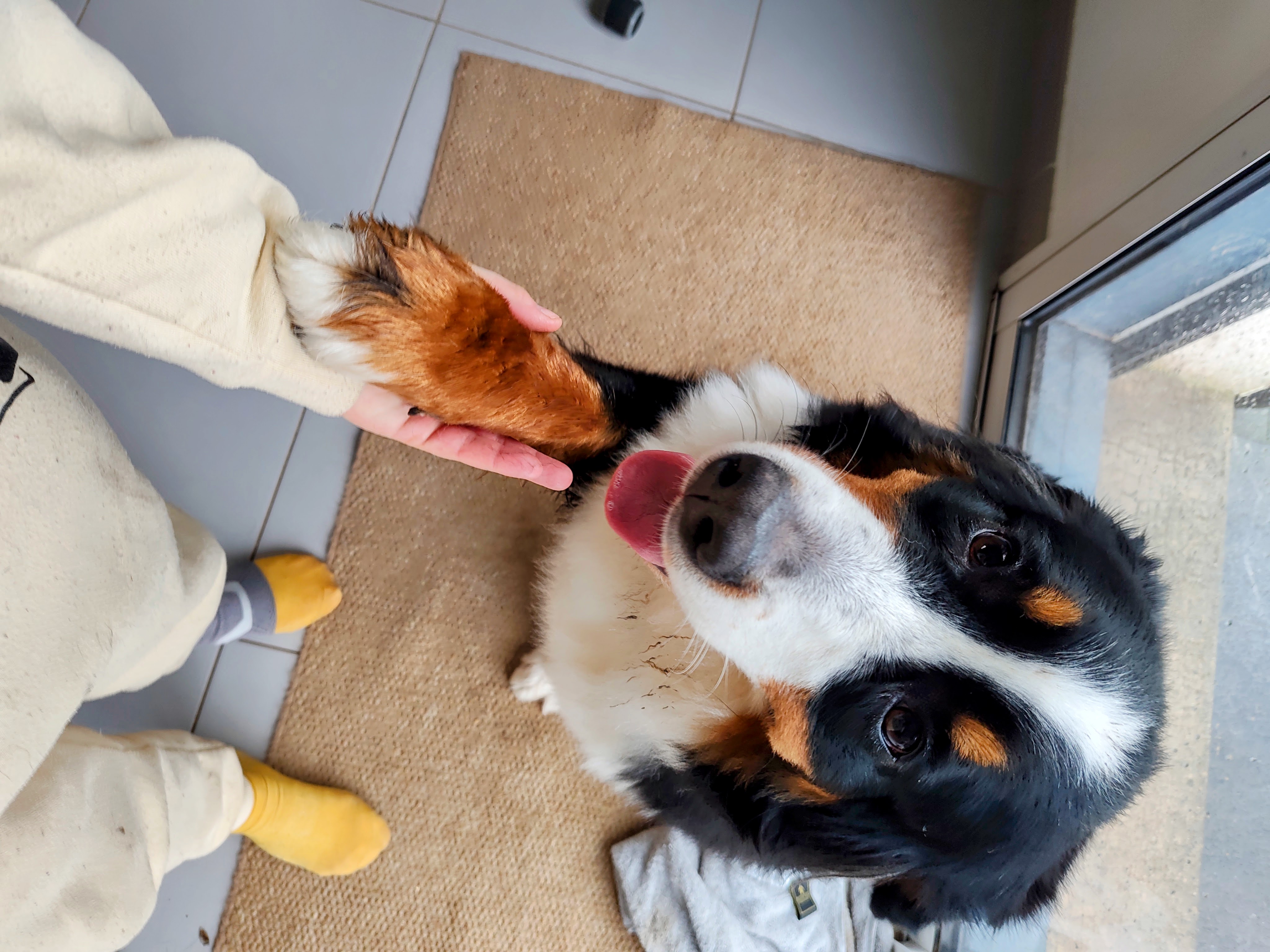 Garde d'animaux et visite de courtoisie pour animaux de compagnie