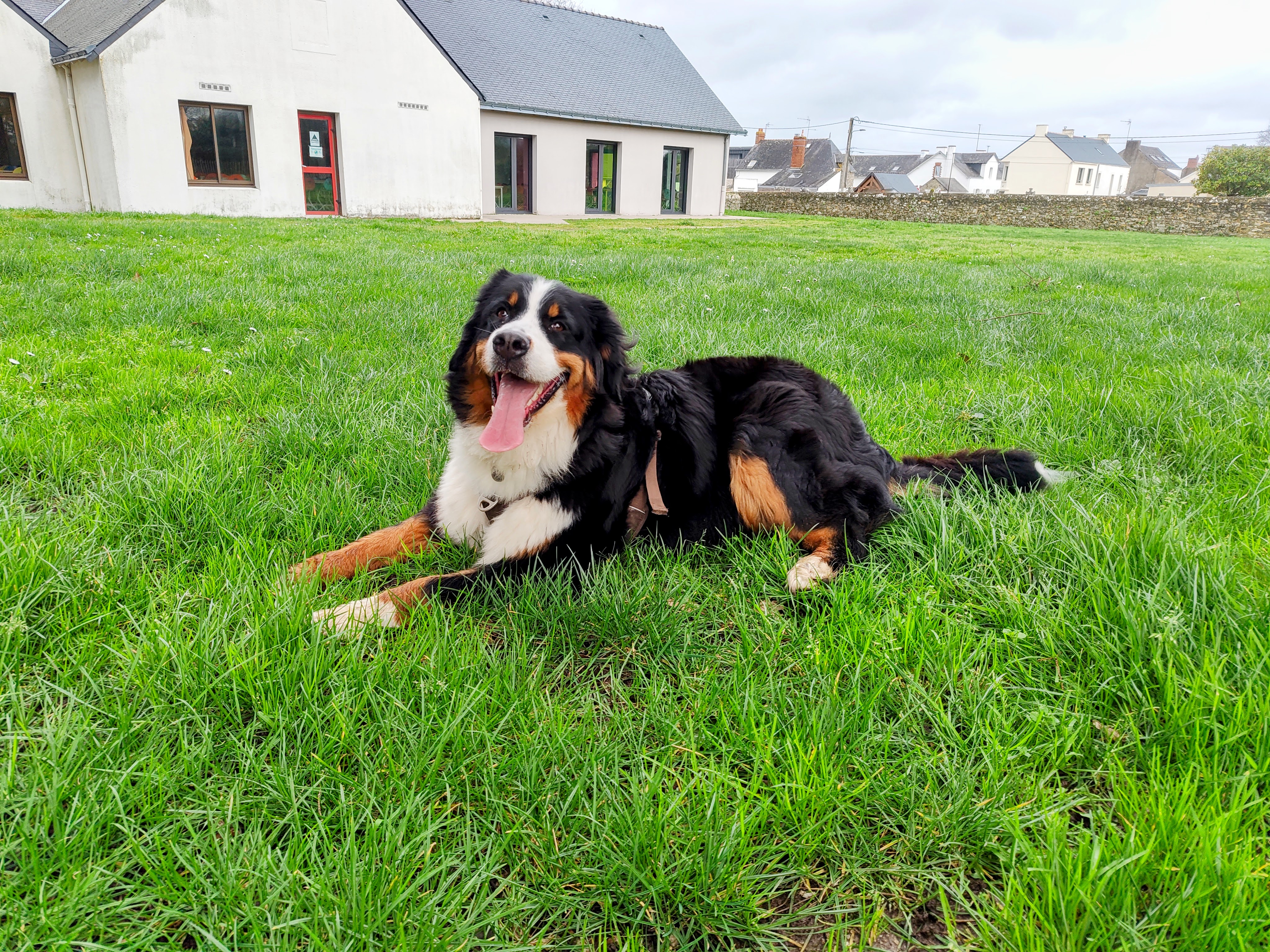 Chien épanoui en promenade de santé adaptative