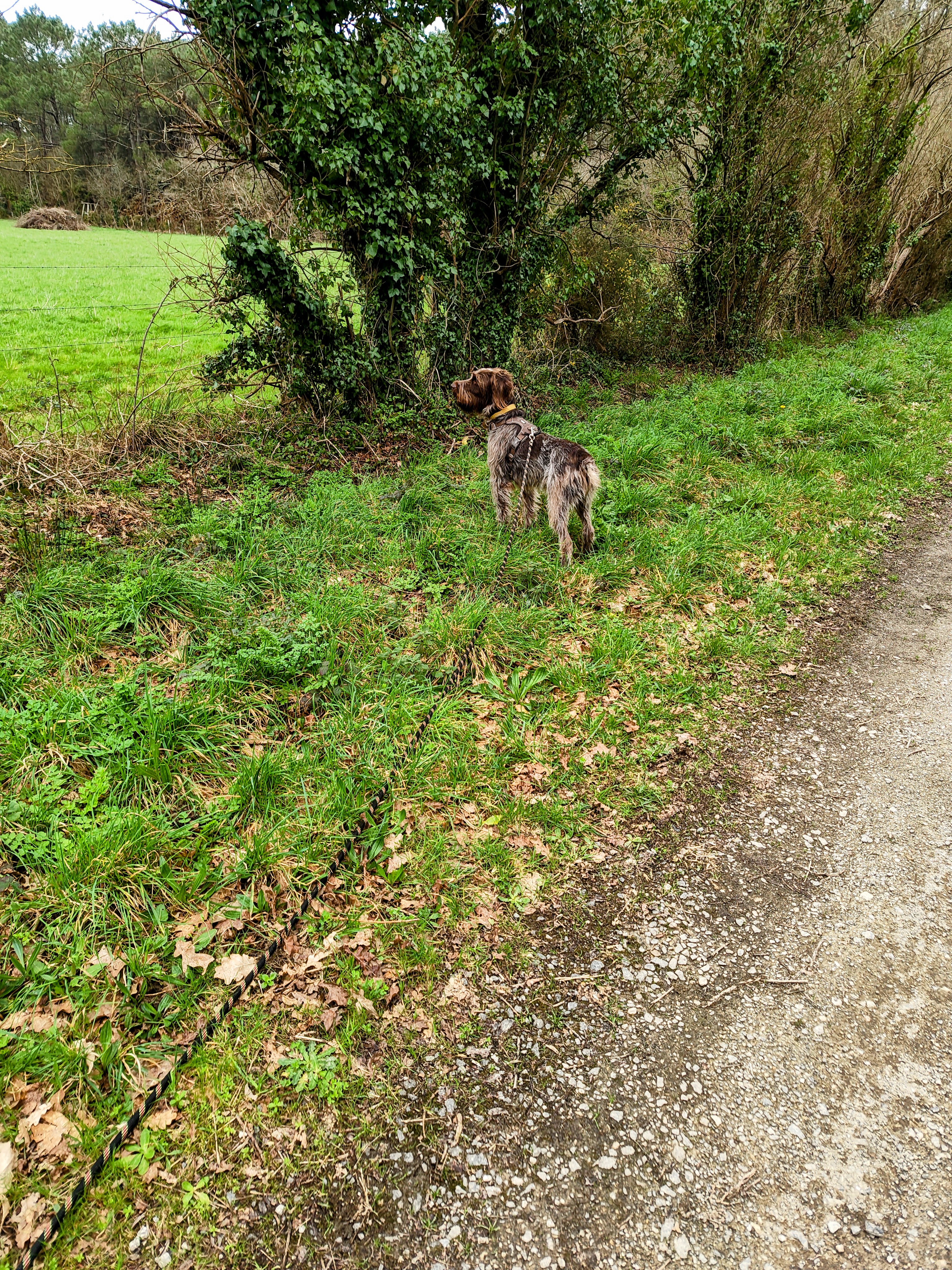 Garde d'animaux et pet sitting en Presqu'île de Guérande