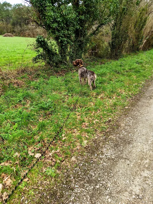 Garde d'animaux et pet sitting en Presqu'île de Guérande