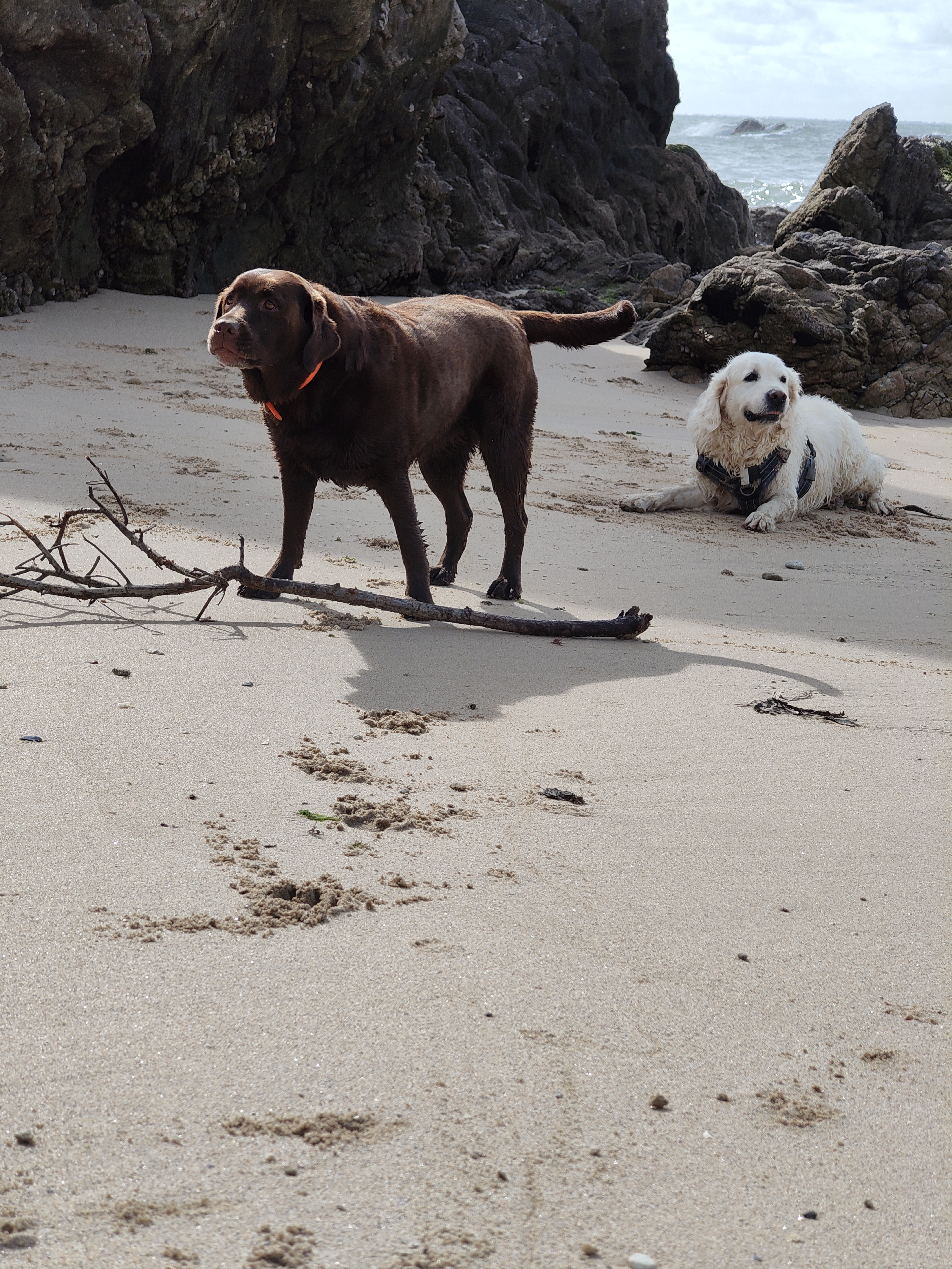 Pet sitting et garde de chien à proximité de La Baule