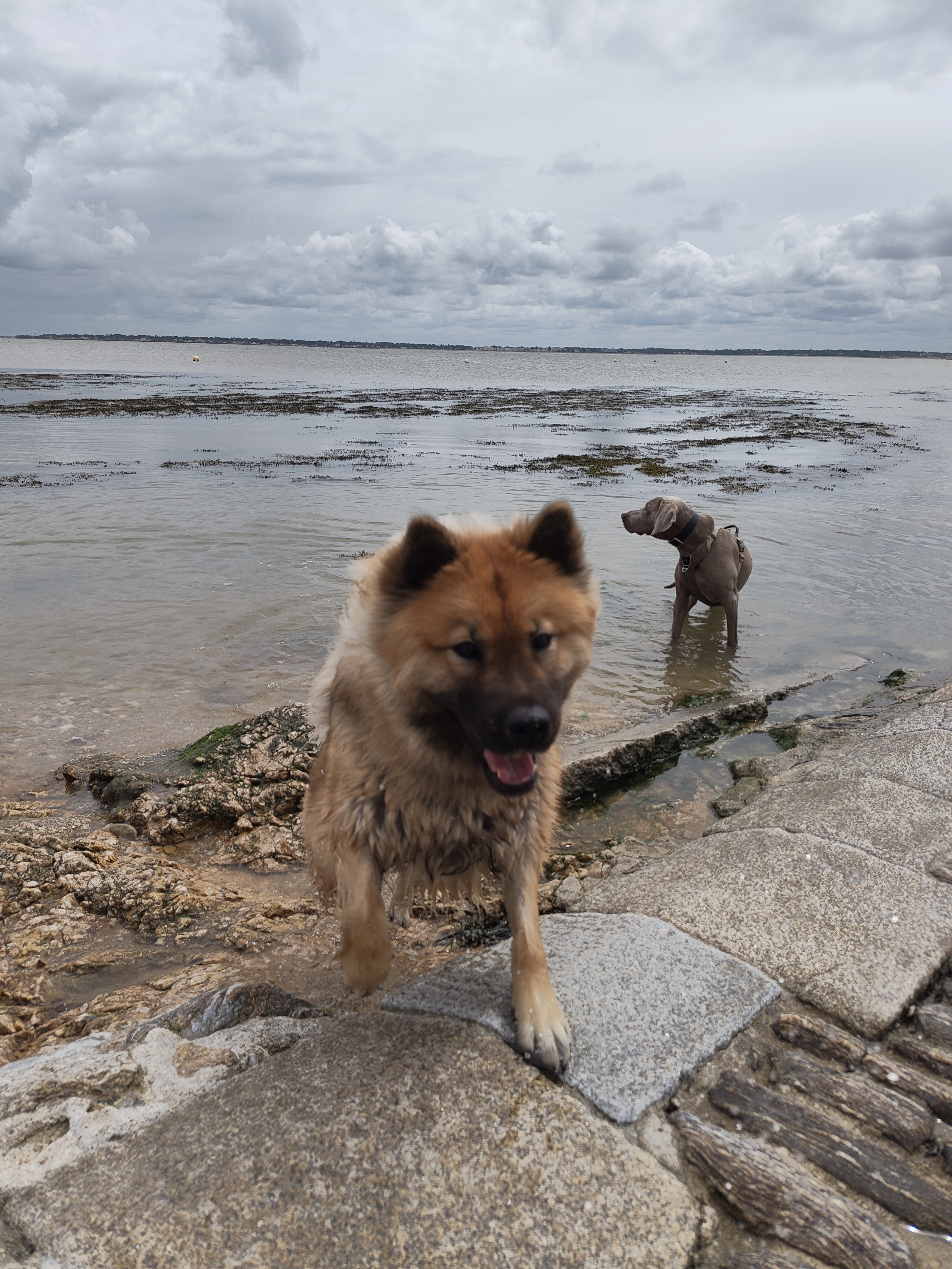 Chien épanoui lors d'une sortie adaptée en Loire-Atlantique