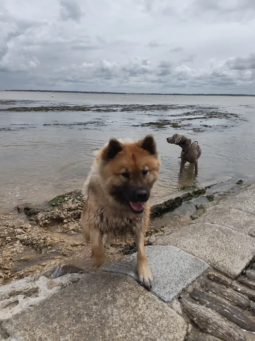 Chien épanoui lors d'une sortie adaptée en Loire-Atlantique