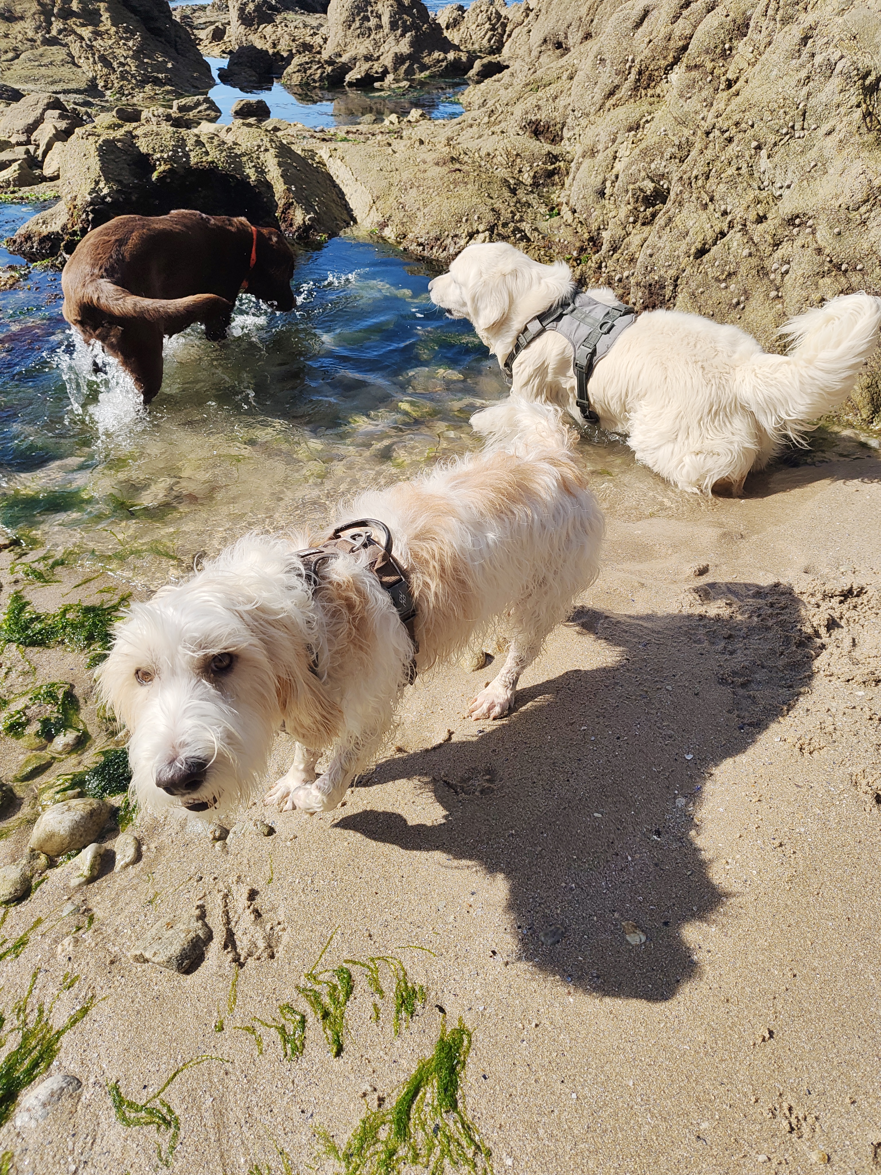 Mission Poilus — chien en promenade à Saint-André-des-Eaux