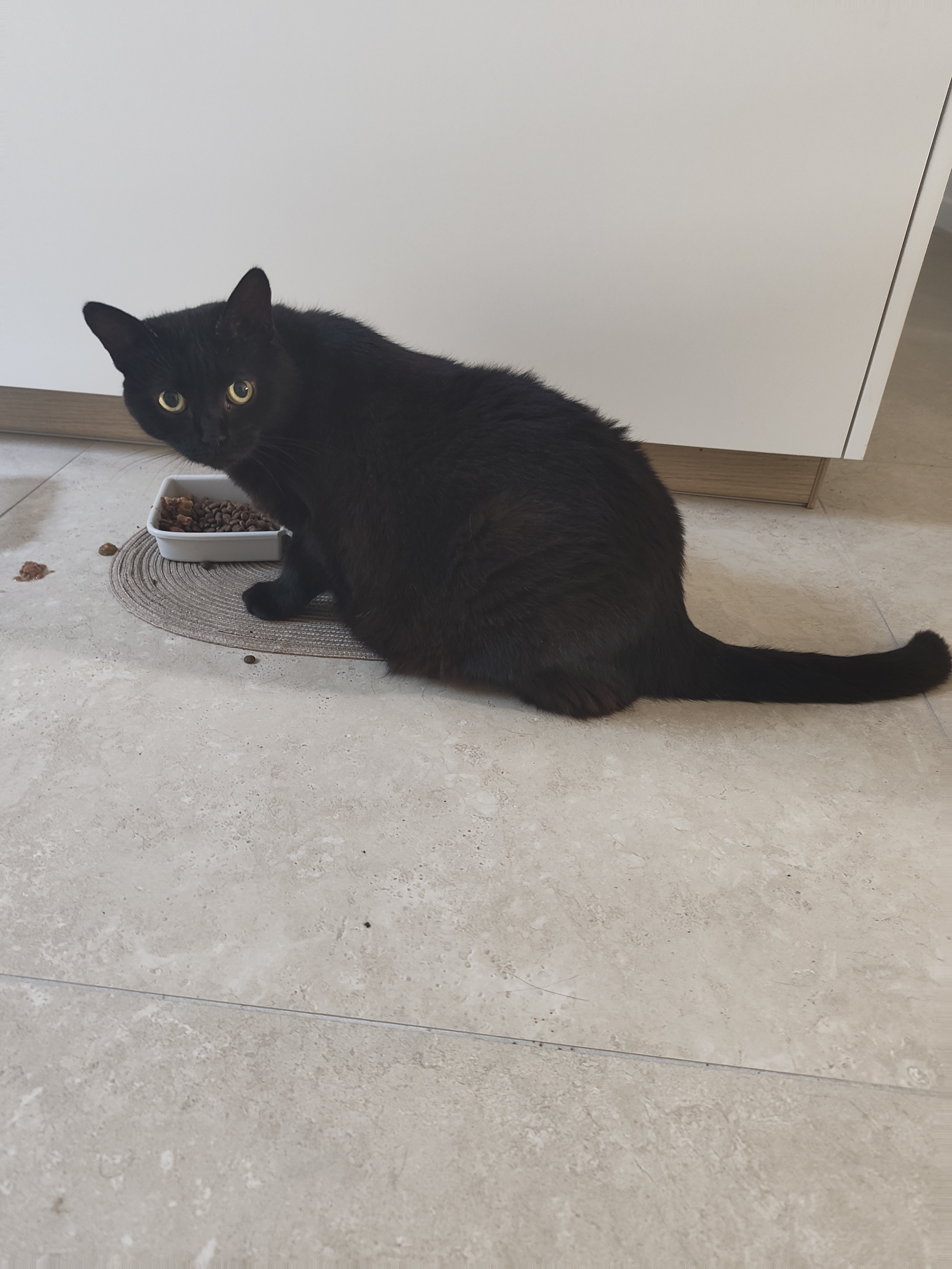 Visite à domicile pour chat, chien et NAC