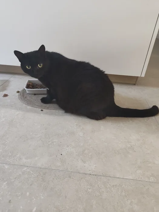 Visite à domicile pour chat, chien, NAC et petits animaux de compagnie