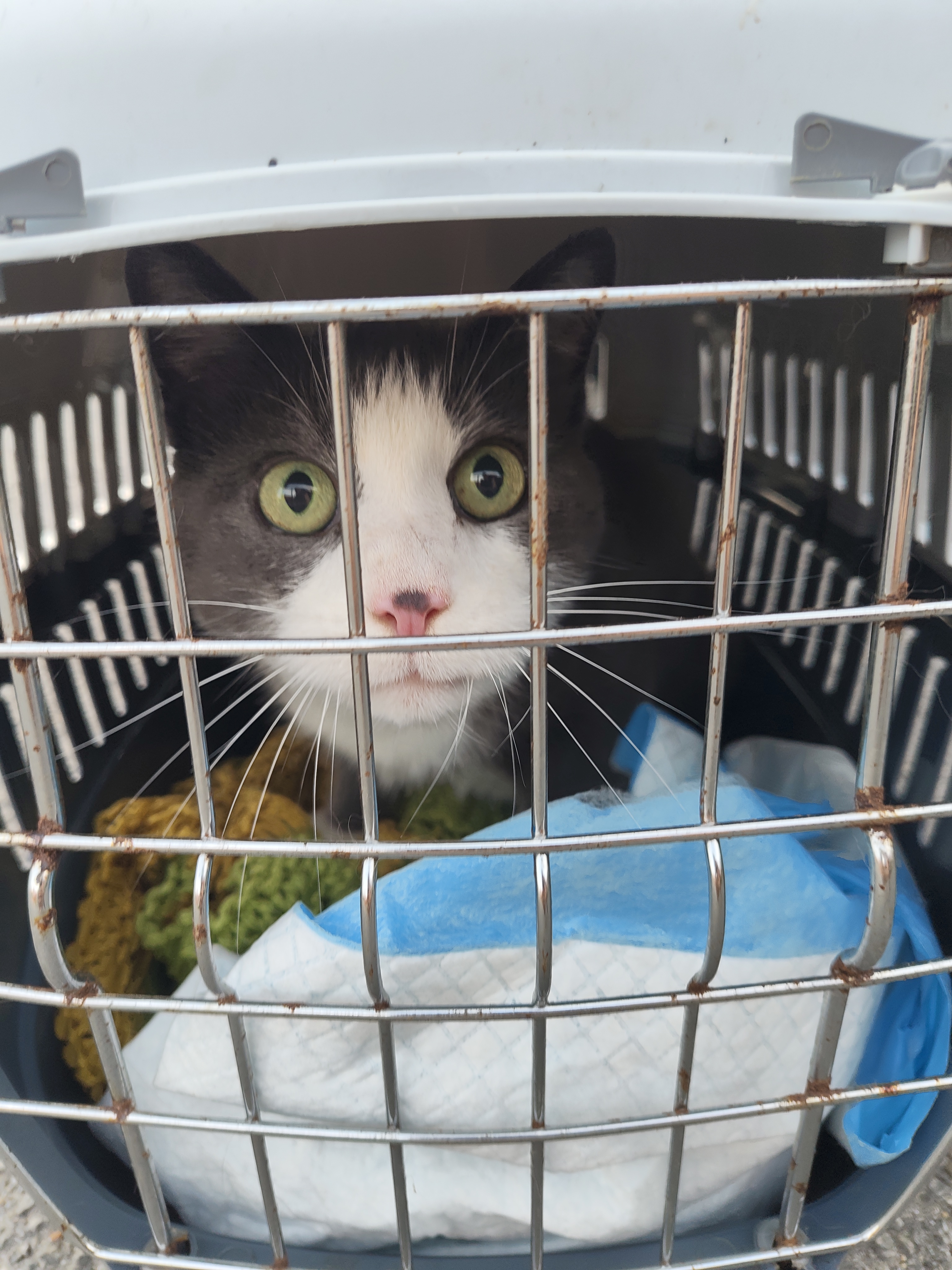 Accompagnement bienveillant de votre animal de compagnie