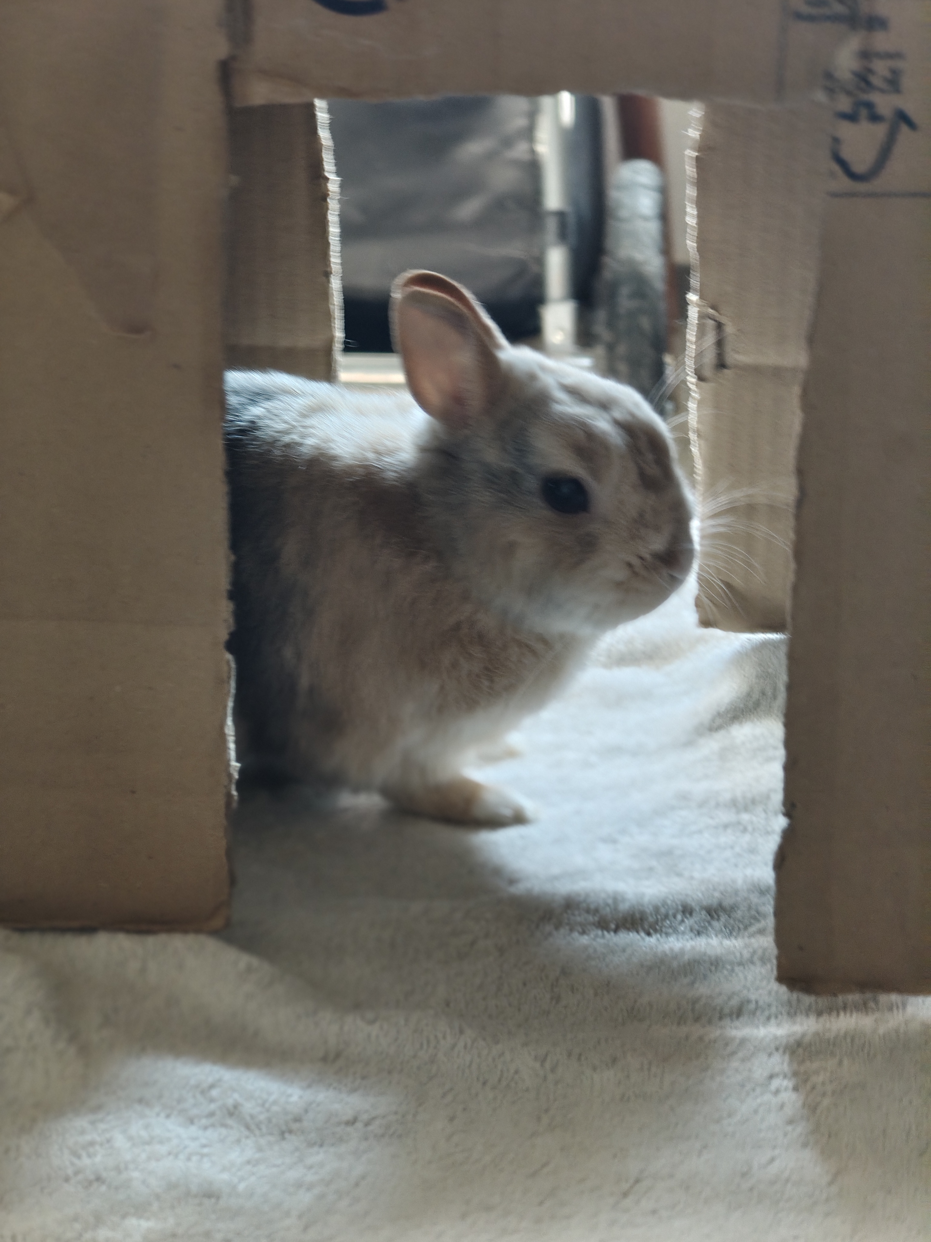 Multi-services animaliers à La Baule, Guérande et Pornichet